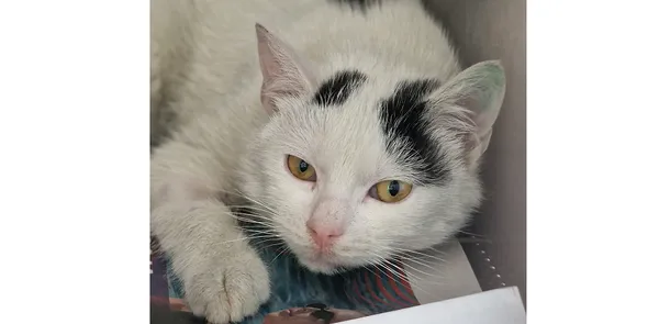 Znaleziono kota, Wrocław, 4 marca 2025