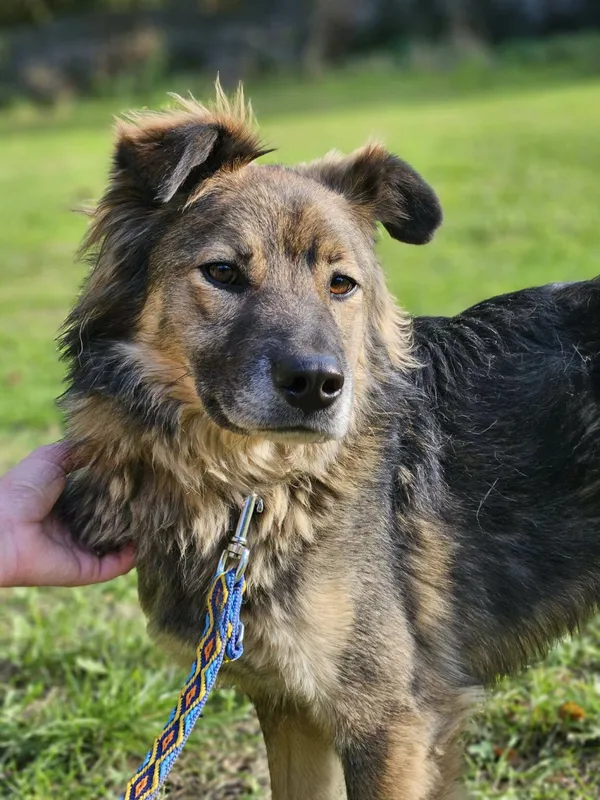 Pies do adopcji, Zgierz, 13 kwietnia 2025 (1/4)