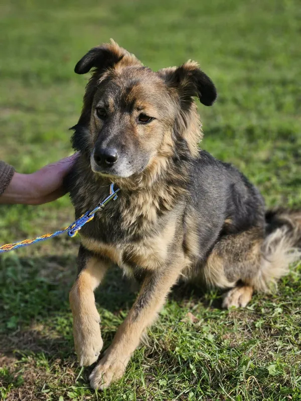 Pies do adopcji, Zgierz, 13 kwietnia 2025 (3/4)