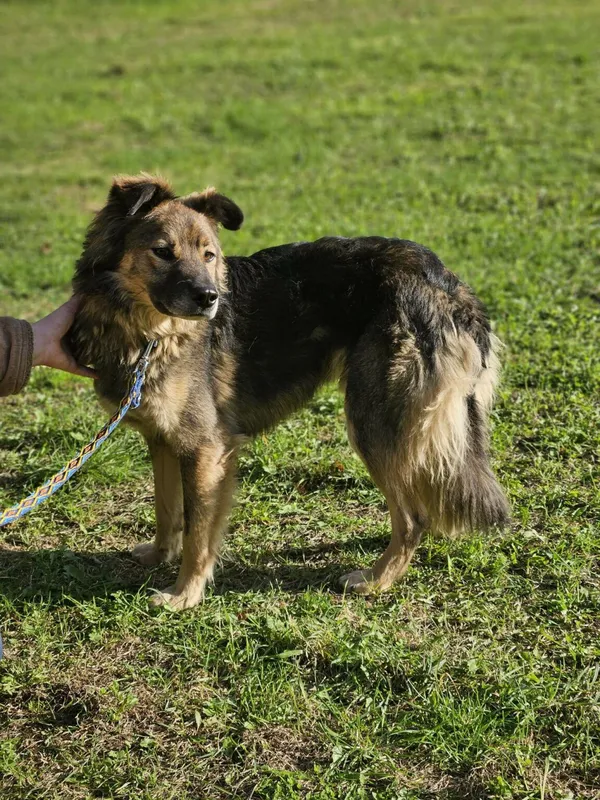 Pies do adopcji, Zgierz, 13 kwietnia 2025 (4/4)