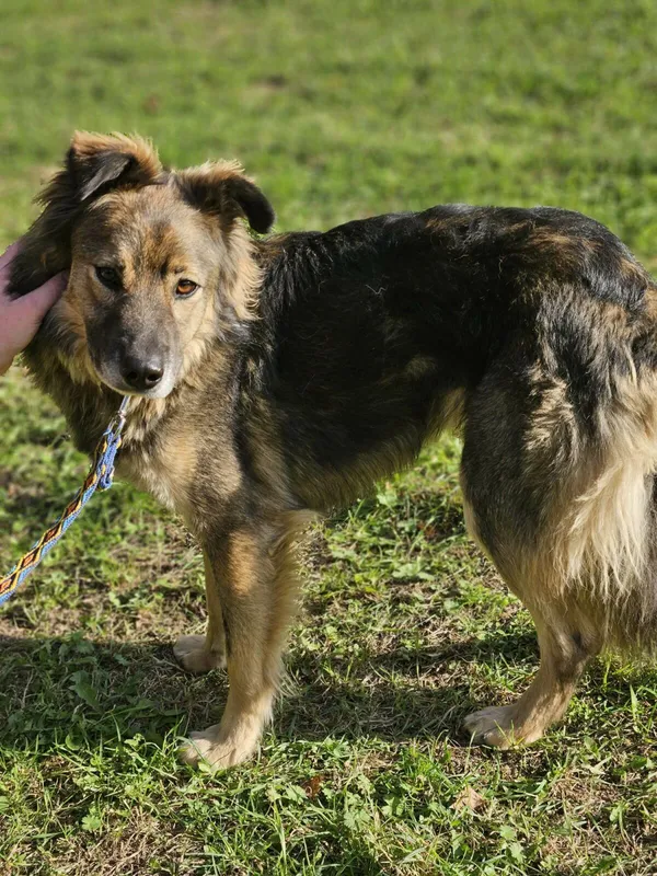 Pies do adopcji, Zgierz, 13 kwietnia 2025 (2/4)