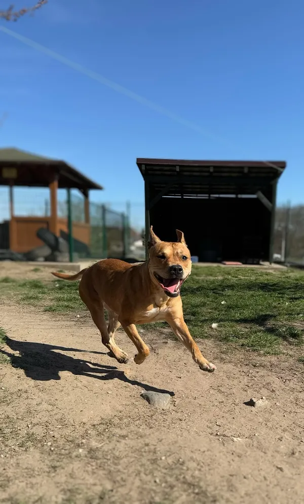 Pies do adopcji, Bydgoszcz, 28 kwietnia 2025 (1/5)