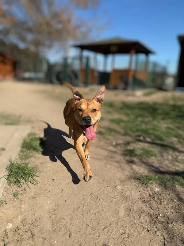 Pies do adopcji, Bydgoszcz, 28 kwietnia 2025 (2/5)