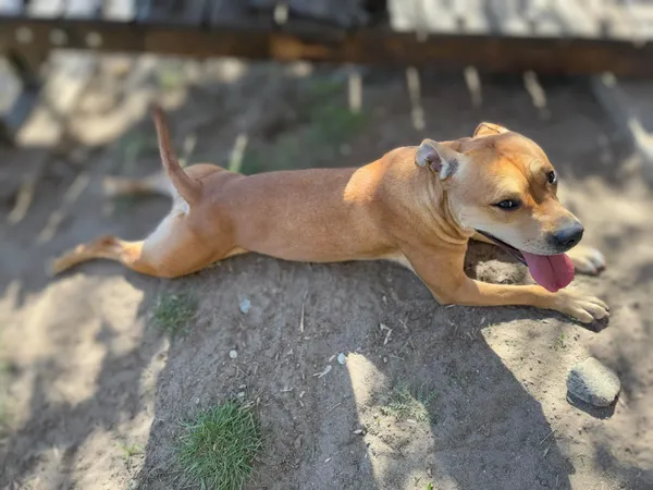 Pies do adopcji, Bydgoszcz, 28 kwietnia 2025 (3/5)