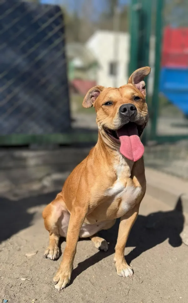 Pies do adopcji, Bydgoszcz, 28 kwietnia 2025 (4/5)