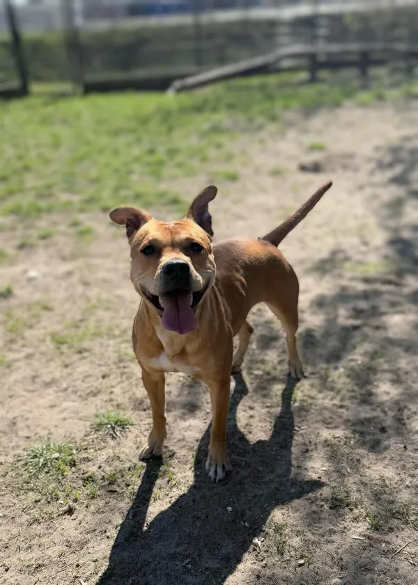 Pies do adopcji, Bydgoszcz, 28 kwietnia 2025 (5/5)