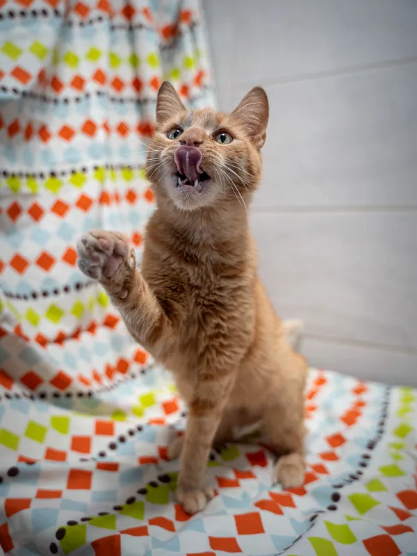 Znaleziono kota, Sosnowiec, 11 kwietnia 2025 (3/5)