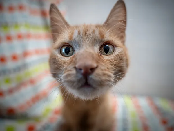 Znaleziono kota, Sosnowiec, 11 kwietnia 2025 (5/5)