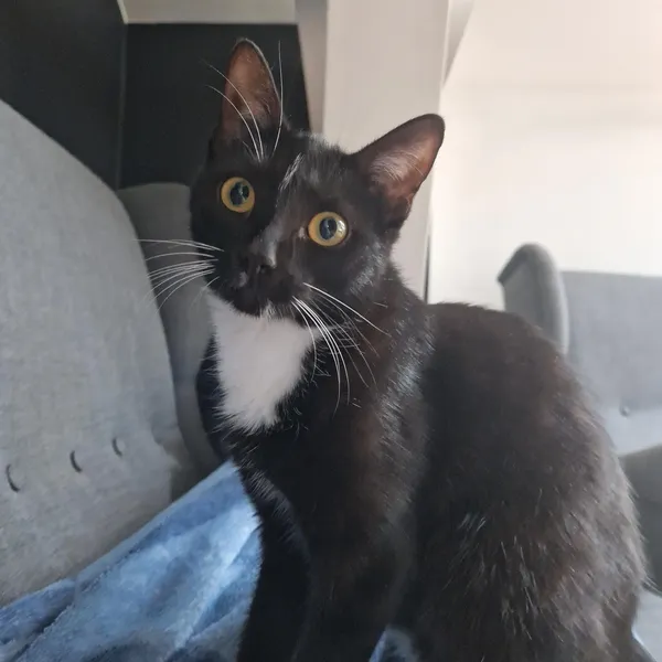 Zaginął kot, Szczecin, Osów, 14 kwietnia 2025