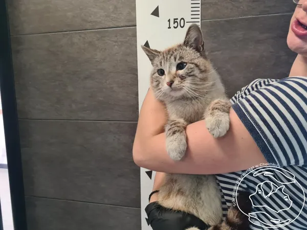 Znaleziono kota, Chełmek, 12 kwietnia 2025