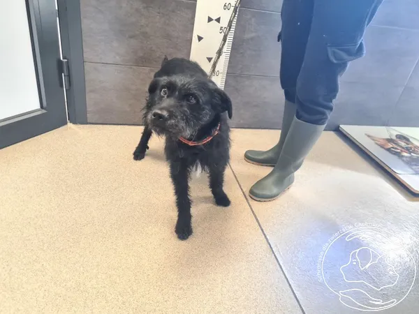 Znaleziono psa, Chełmek, 13 kwietnia 2025