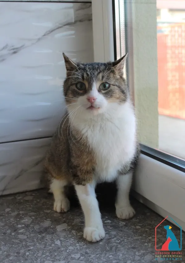 Kot do adopcji, Grudziądz, 1 kwietnia 2025