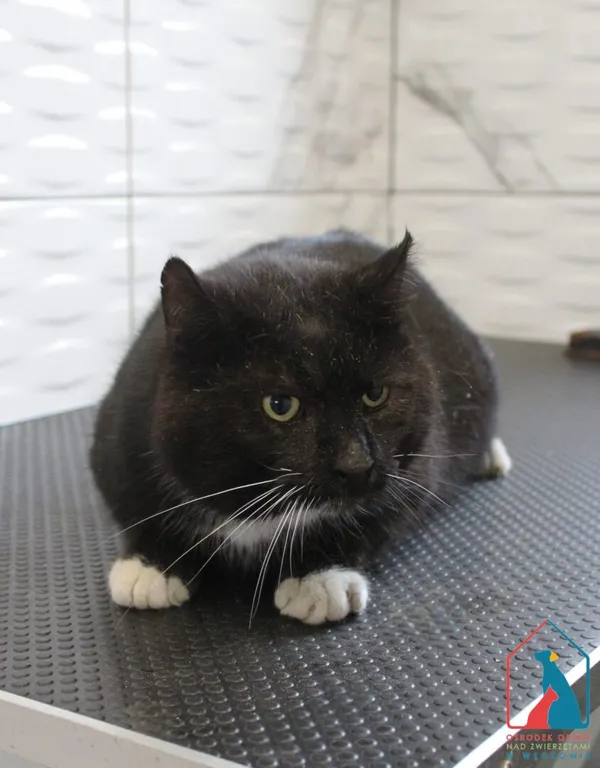 Kot do adopcji, Grudziądz, 26 marca 2025