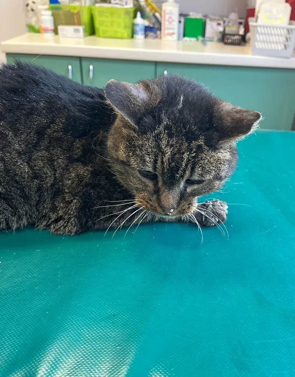 Znaleziono kota, Dobra, 14 kwietnia 2025