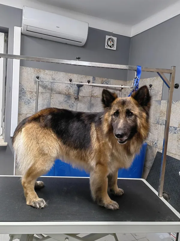 Oddam psa, Płock, 14 kwietnia 2025 (1/5)