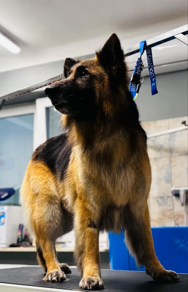 Oddam psa, Płock, 14 kwietnia 2025 (3/5)