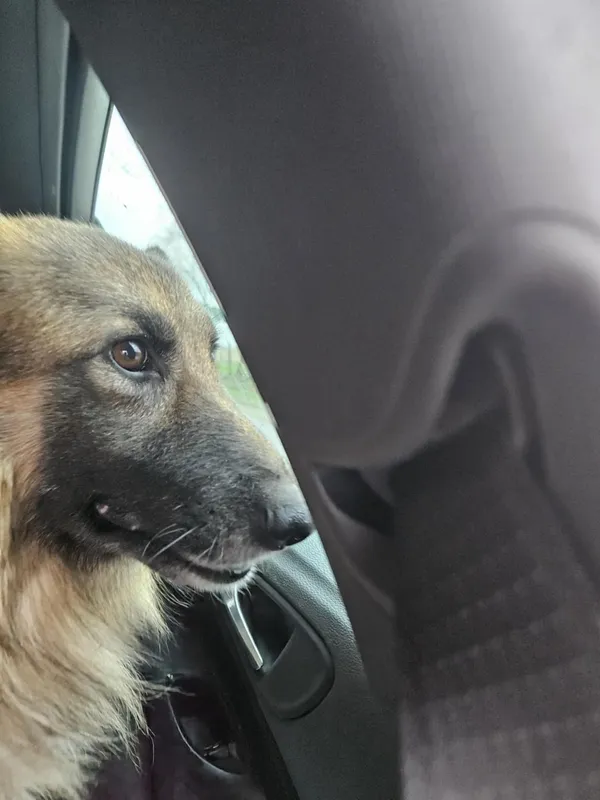 Oddam psa, Płock, 14 kwietnia 2025 (5/5)