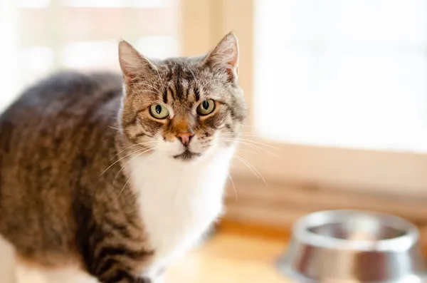 Oddam kota, Gdańsk, Chełm, 14 kwietnia 2025 (1/3)