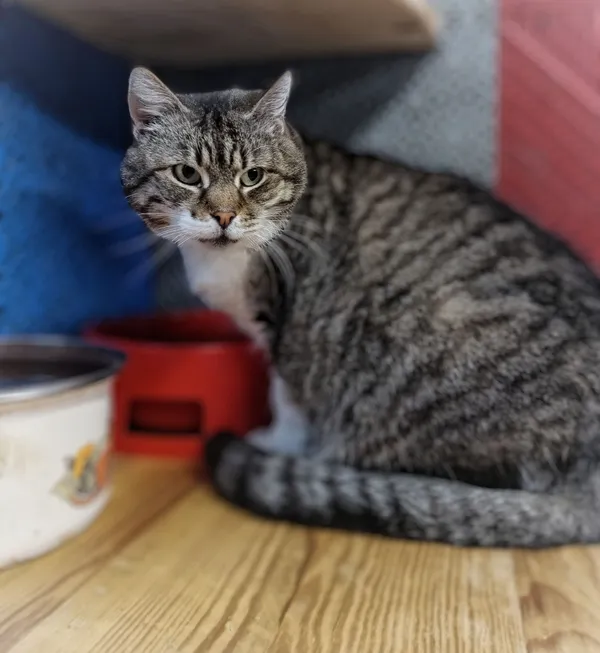 Oddam kota, Gdańsk, Chełm, 14 kwietnia 2025 (2/3)