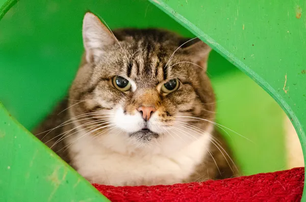 Oddam kota, Gdańsk, Chełm, 14 kwietnia 2025 (3/3)