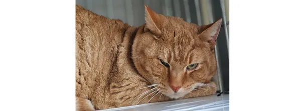 Kot do adopcji, Wrocław, 12 kwietnia 2025