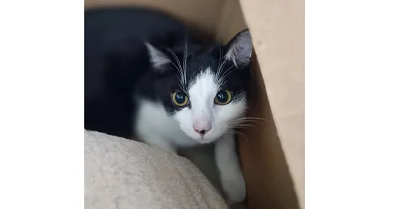 Kot do adopcji, Wrocław, 4 kwietnia 2025