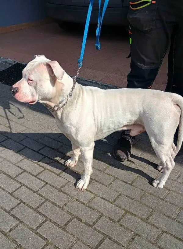 Pies do adopcji, Włocławek, 13 kwietnia 2025