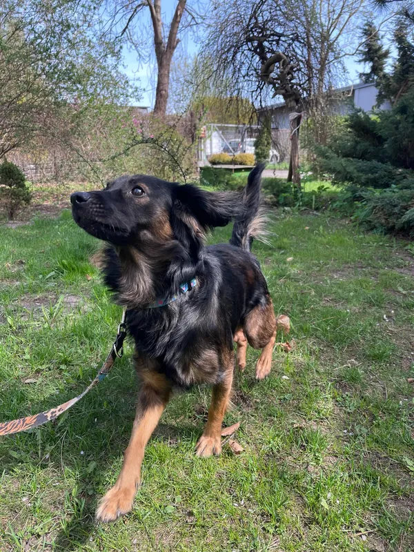 Pies do adopcji, Włocławek, 13 kwietnia 2025 (2/5)