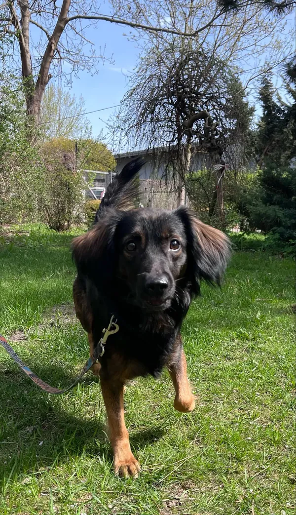 Pies do adopcji, Włocławek, 13 kwietnia 2025 (3/5)