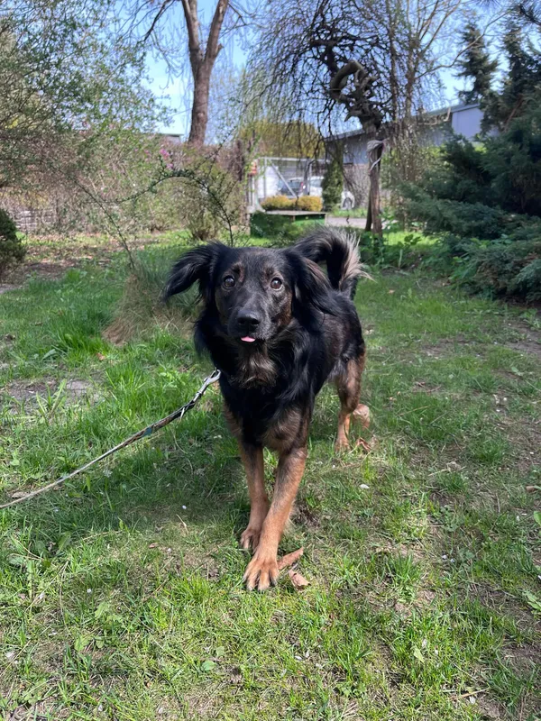 Pies do adopcji, Włocławek, 13 kwietnia 2025 (4/5)