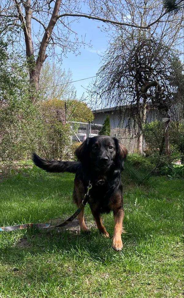 Pies do adopcji, Włocławek, 13 kwietnia 2025 (5/5)