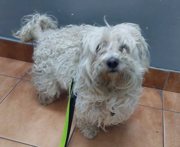 Znaleziono psa, Sosnowiec, 4 kwietnia 2025