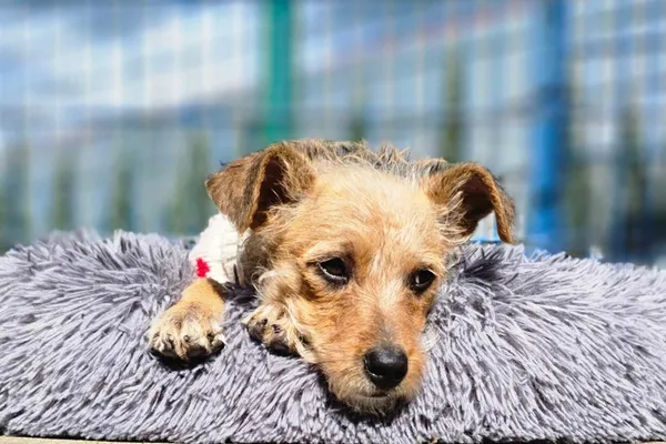 Pies do adopcji, Tychy, 1 kwietnia 2025