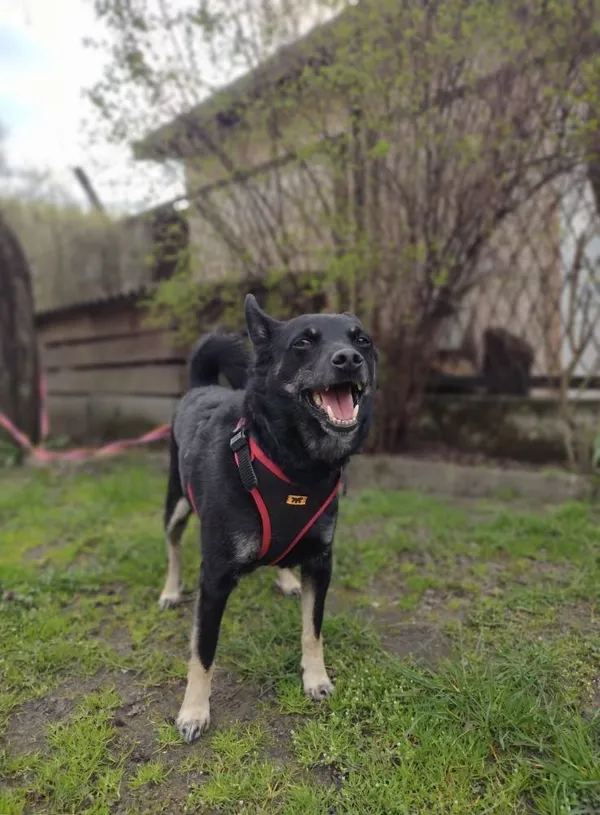 Pies do adopcji, Tychy, 20 marca 2025