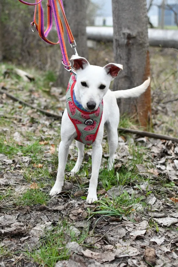 Pies do adopcji, Tychy, 5 marca 2025