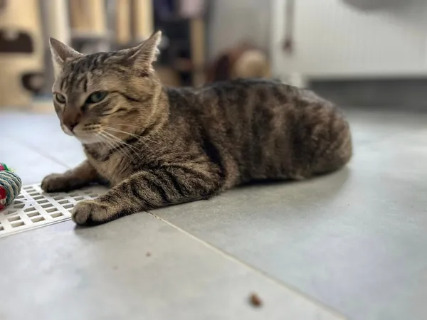 Kot do adopcji, Tychy, 1 marca 2025