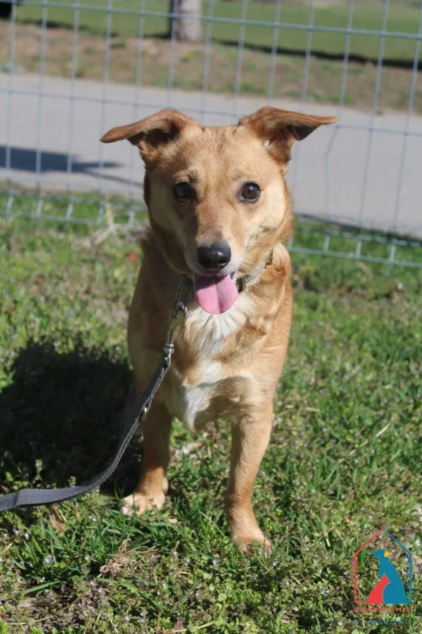 Pies do adopcji, Grudziądz, 2 kwietnia 2025