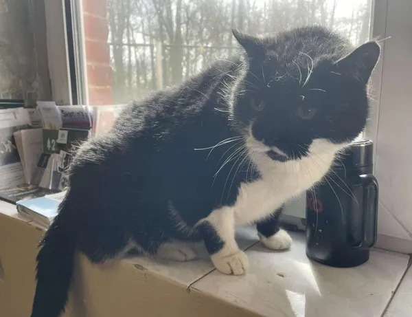 Znaleziono kota, Toruń, 10 kwietnia 2025