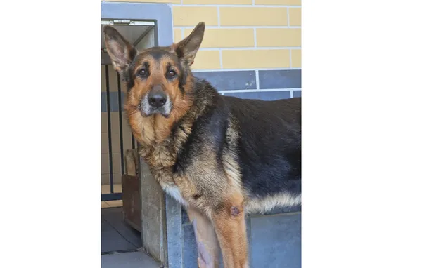 Pies do adopcji, Wrocław, 9 kwietnia 2025