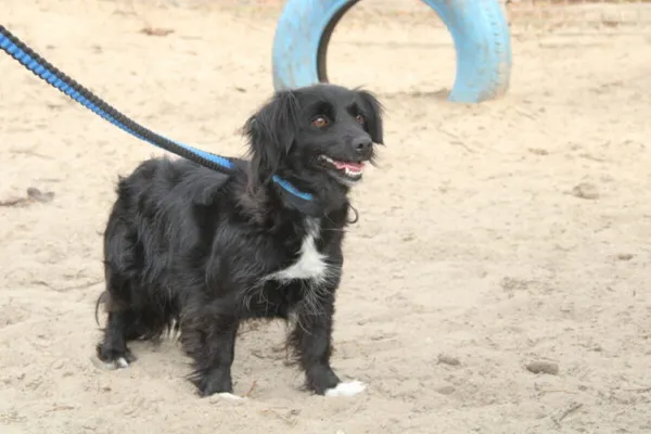 Pies do adopcji, Nowy Dwór Mazowiecki, 14 kwietnia 2025 (1/4)