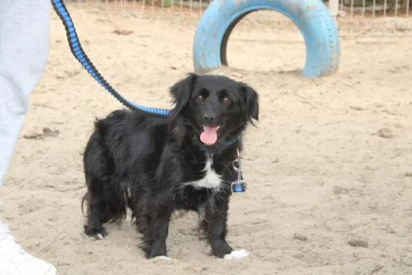 Pies do adopcji, Nowy Dwór Mazowiecki, 14 kwietnia 2025 (3/4)