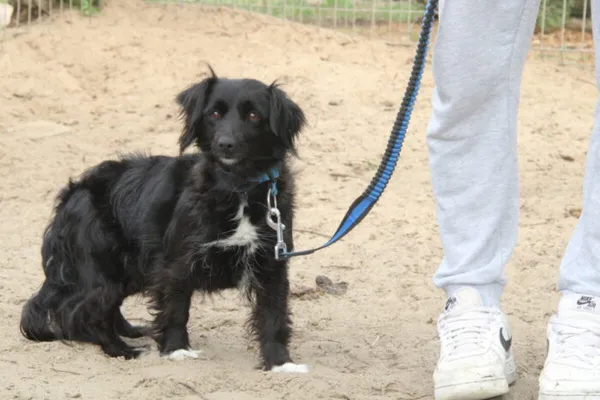 Pies do adopcji, Nowy Dwór Mazowiecki, 14 kwietnia 2025 (4/4)