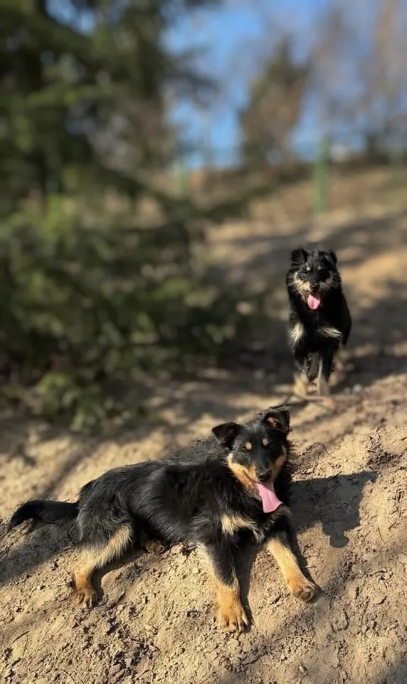 Pies do adopcji, Bydgoszcz, 15 kwietnia 2025 (1/5)