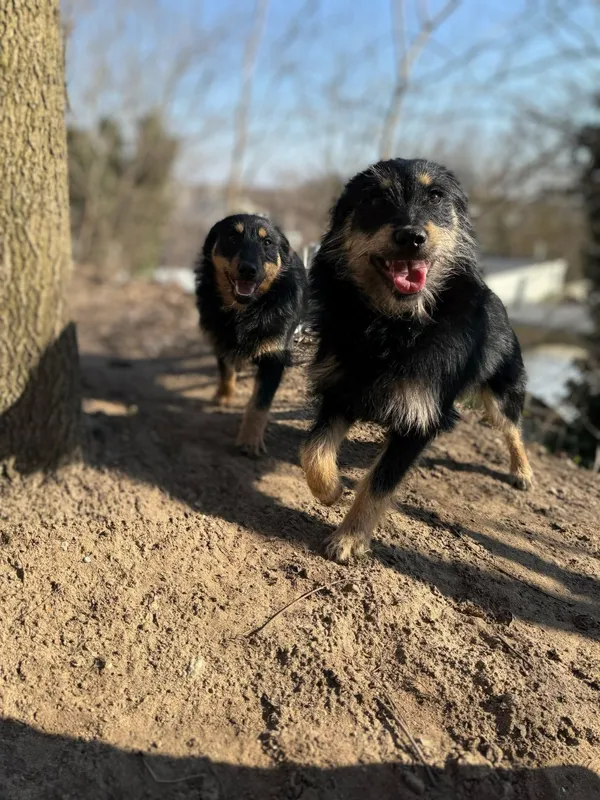 Pies do adopcji, Bydgoszcz, 15 kwietnia 2025 (2/5)