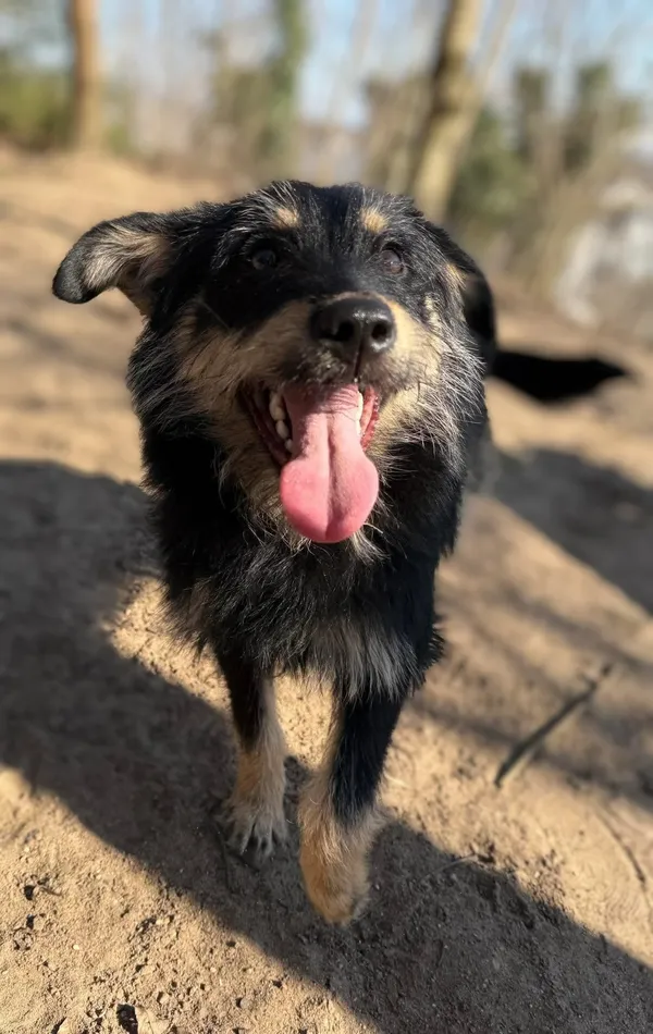 Pies do adopcji, Bydgoszcz, 15 kwietnia 2025 (4/5)