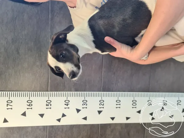 Znaleziono psa, Chełmek, 14 kwietnia 2025