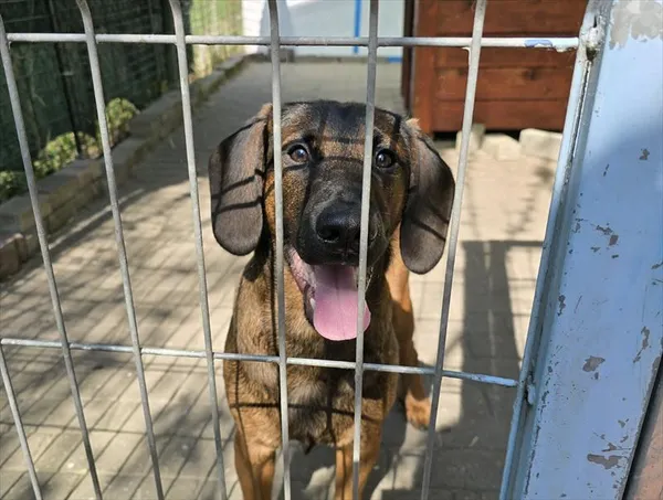 Pies do adopcji, Gorzów Wielkopolski, 14 kwietnia 2025