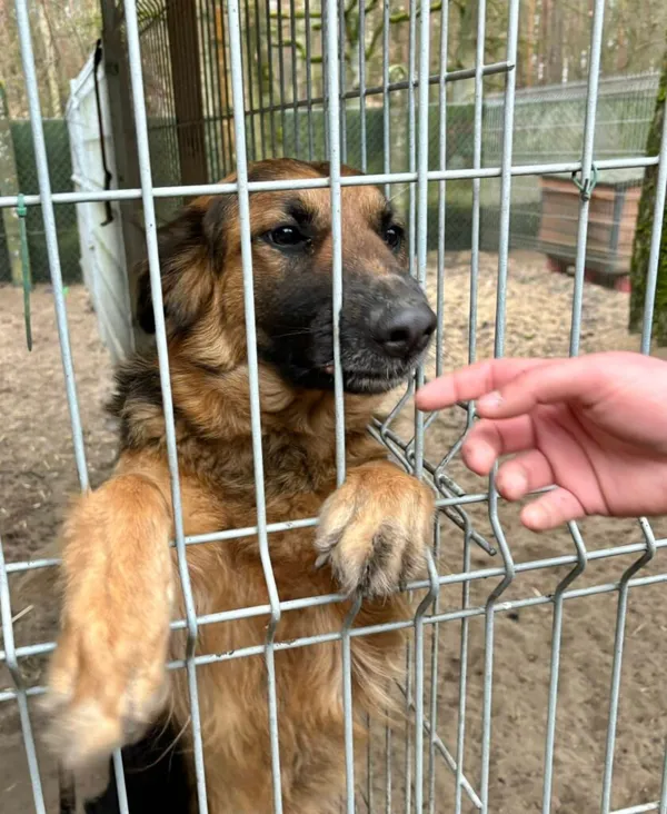 Pies do adopcji, Przyborówko, 14 kwietnia 2025 (1/3)