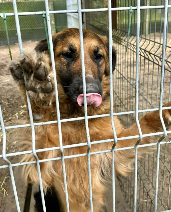 Pies do adopcji, Przyborówko, 14 kwietnia 2025 (2/3)