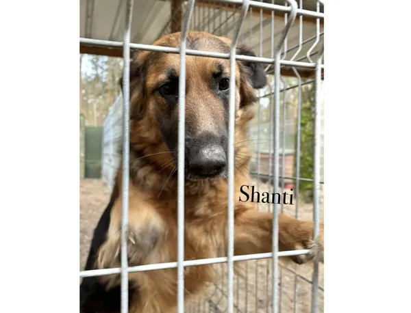 Pies do adopcji, Przyborówko, 14 kwietnia 2025 (3/3)